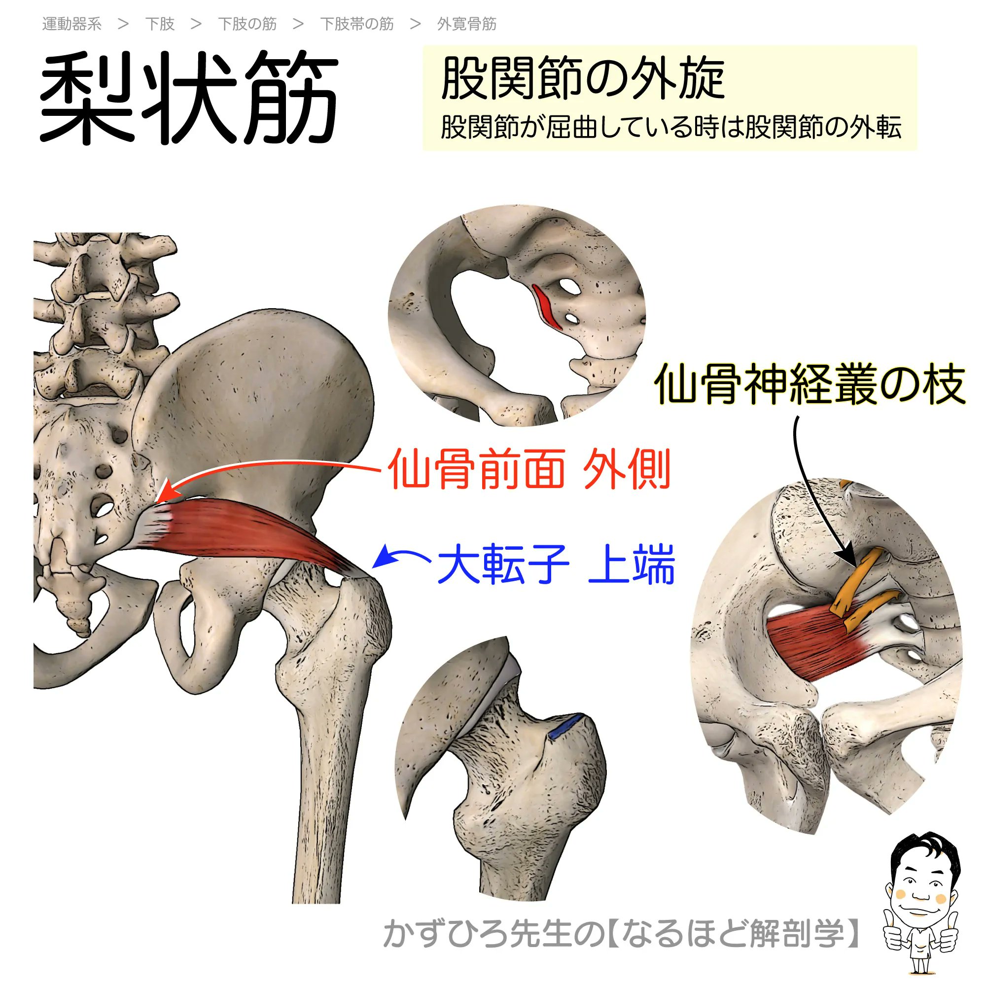黒澤一弘（かずひろ）解剖学IT教育・指圧師・ラダック on X