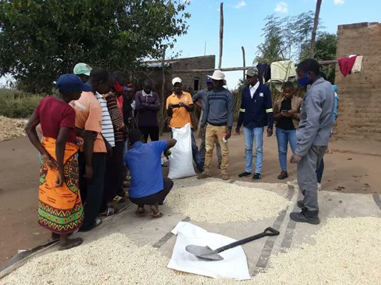 IFDCMozambique's tweet photo. In partnership with @Bayer #TEAMSProgram in #Mozambique, trained 25 #smallholderfarmers and #AgroDealers in techniques for the conservation of cereals, especially #maize in the district of Nhamatanda. https://t.co/bnrrsaLcXP