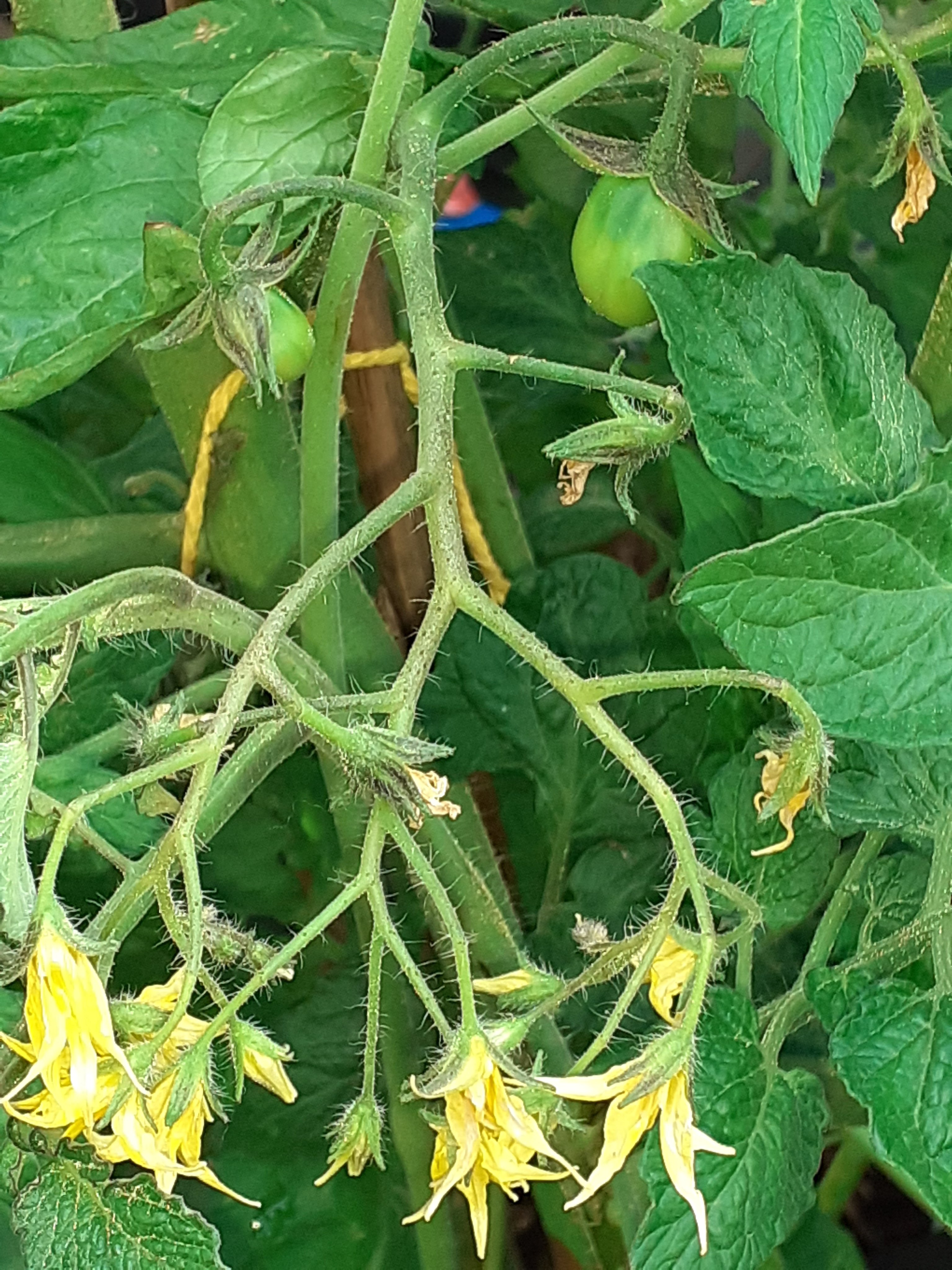 Walnut Hulls on Twitter "ShropsFidgetpie Brilliant! I have flowers