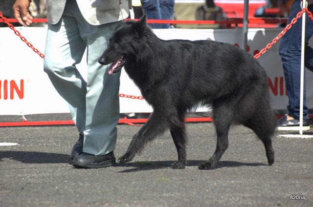 ベルジアンシェパードドッググローネンダール Twitter Search Twitter ベルジアンシェパードドッググローネンダール Twitter Search Twitter