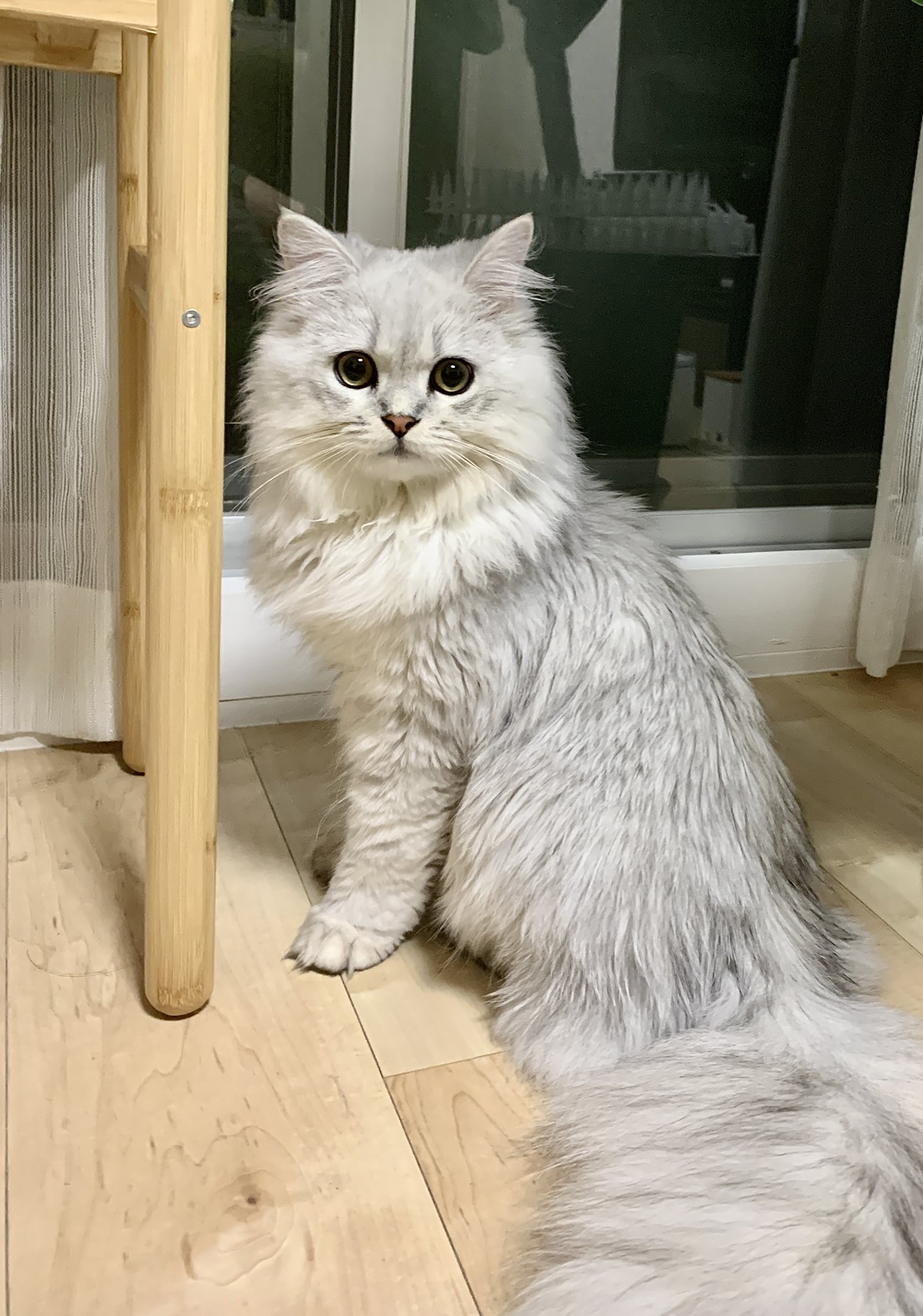 なぎ しっぽが身体くらい太い なぎタイム 猫の居る暮らし 猫好きな人と繋がりたい 猫動画 ねこ 猫好きさんと繋がりたい Catlovers T Co Ru9q9qwg2y Twitter