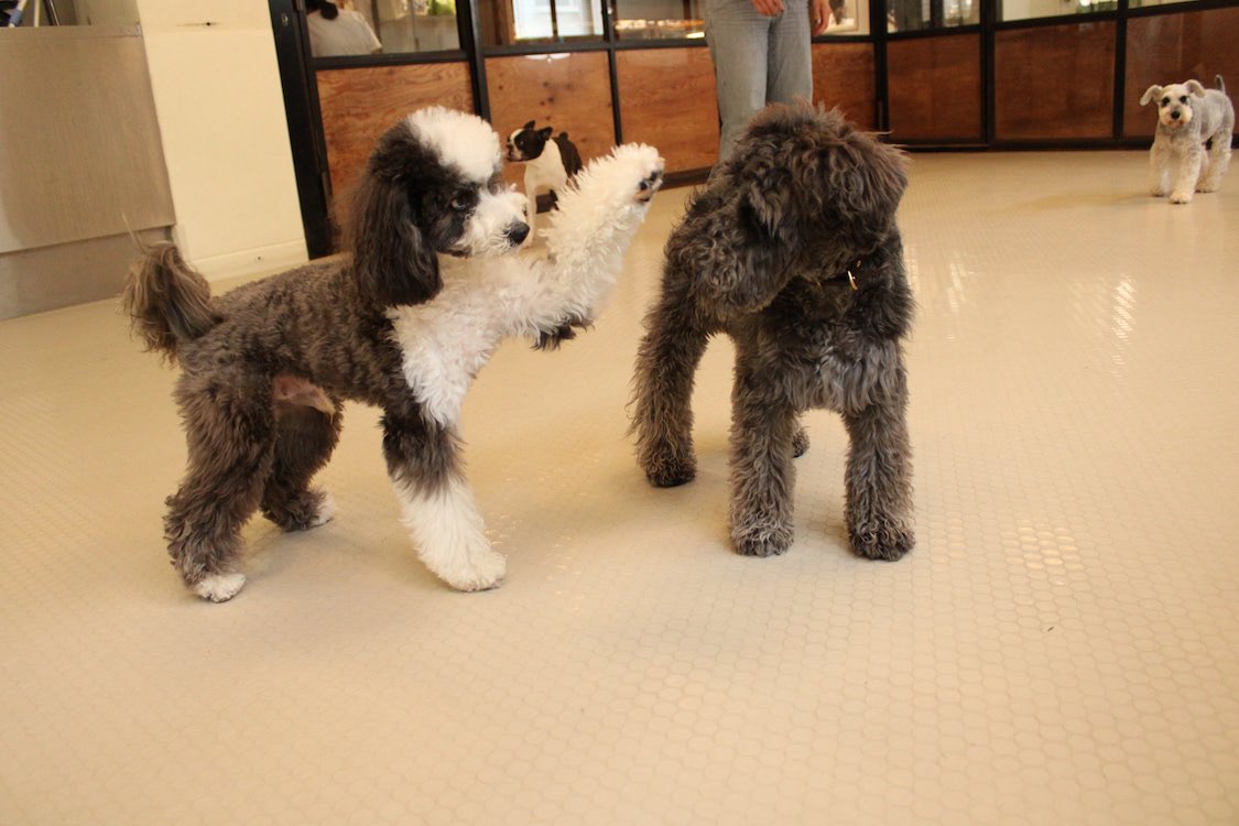 Uni Baron Uni Twitter