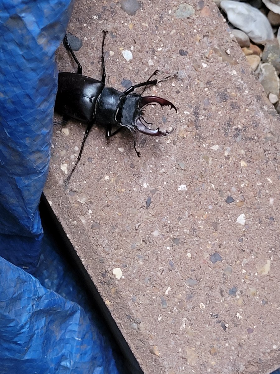 DrMarkRoper's tweet photo. I get a nice variety of insects in my nature garden but this was an expected find while filling up the watering can! (https://t.co/Ej1EZ8B5vz) https://t.co/9OYSLhHxTv
