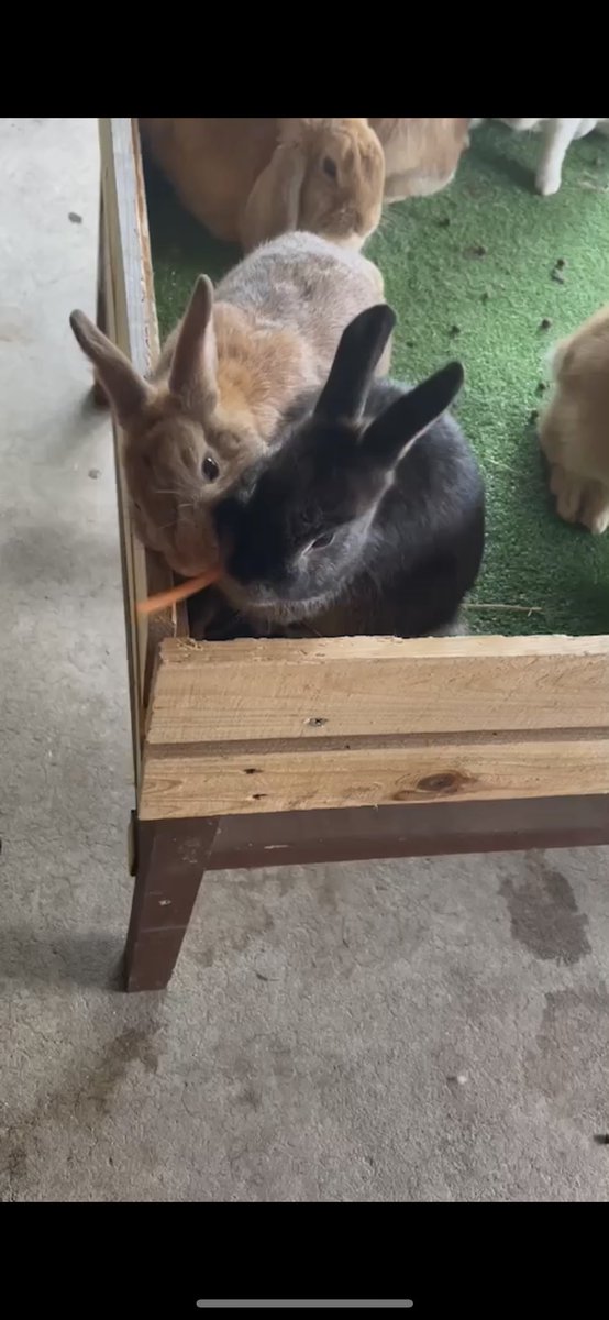 黒の子にエサあげるのに
毎回他の子に奪われちゃうの可愛すぎる🥹🥹🥹