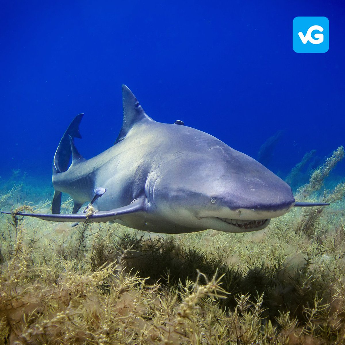 viaGoodApp's tweet photo. There are not many animals with such a bad rep that also 'made it' to an #EndangeredSpecies list, like these magnificent predators. Today is the #SharkAwarenessDay,🦈🦈and it's beyond important to emphasize that these 'living fossils' need to be protected! https://t.co/oiYXQ2YPtI