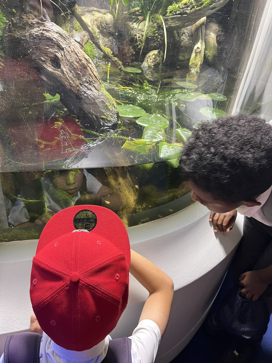 SouthworthClass's tweet photo. We loved the aquarium @StAnnesgaCPS @CampionClassE1 @HornimanMuseum https://t.co/Ob96R6nfBU