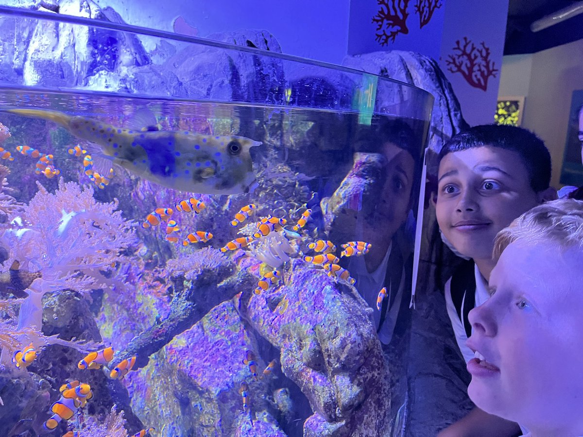 SouthworthClass's tweet photo. We loved the aquarium @StAnnesgaCPS @CampionClassE1 @HornimanMuseum https://t.co/Ob96R6nfBU