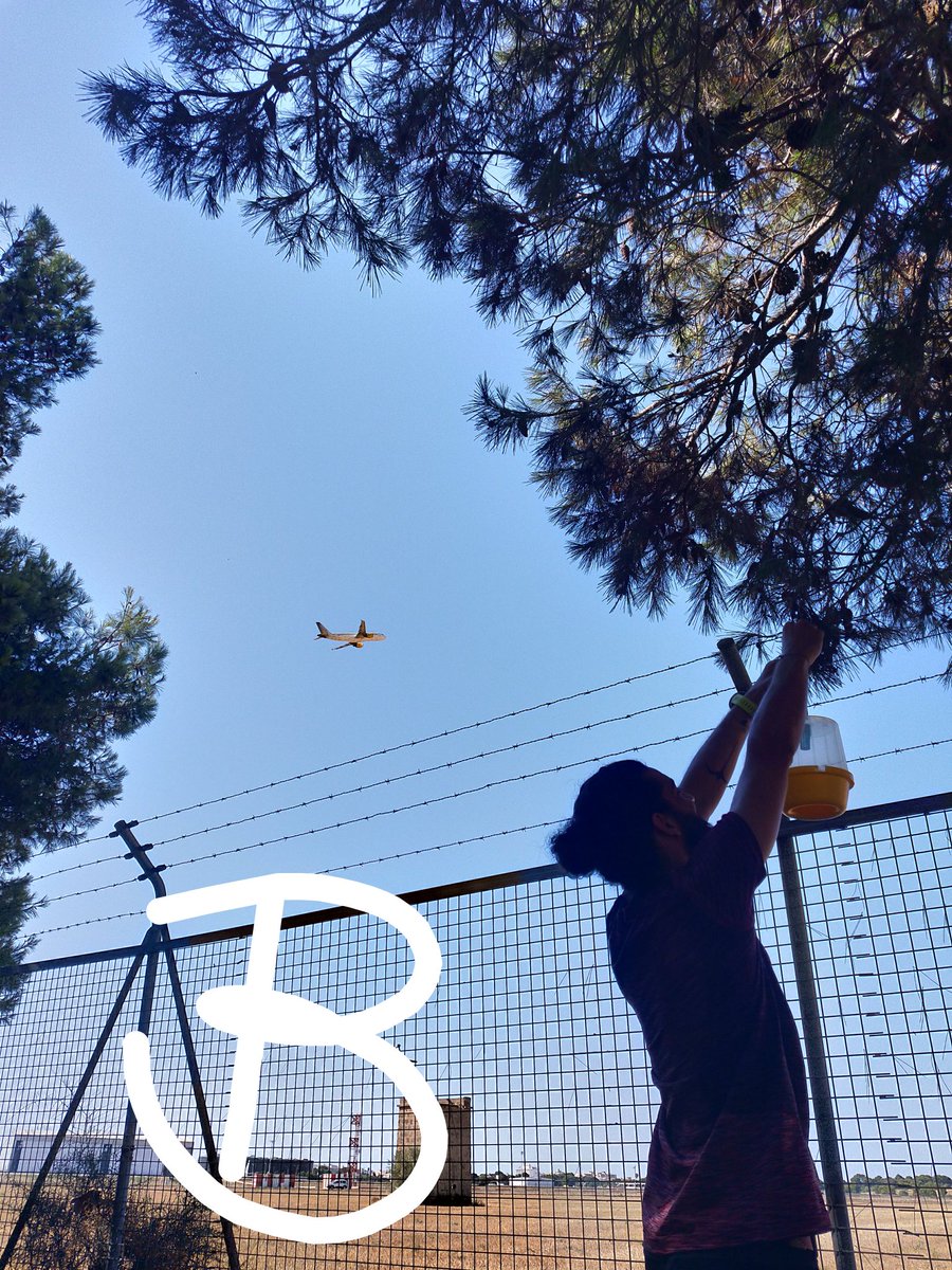 Mar_Leza_Salord's tweet photo. 📢📢 Enquesta! Enquestaaa!!!🕵️♂️ I avui què feim a #EntomoGlobal 🥾🐞?
A) partim d viatge x la Mediterrània x refrescar-mos una mica 😝👙
B) mostrejar pel projecte #STOPInvasores 💪💚🛬
👀 Estau atents! Anirem informant 🐛🪲🦋🪰🐞🐝
#InsectLovers #AmuntBiodiversitat https://t.co/lwbCntQo7m