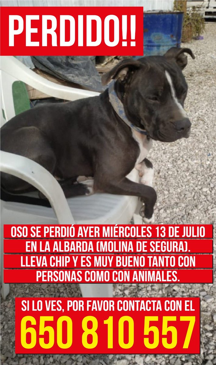 protedemolina's tweet photo. Oso perdido, zona Albarda Molina de Segura, lleva chip y está castrado, cualquier información avisad a la familia https://t.co/ZAjGL5se7t
