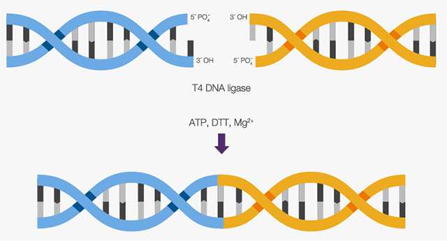 invitrogen's tweet photo. Discover 7 important tips to optimize your DNA ligations and read our protocol to learn more about ideal ligation reaction conditions. Share these useful tips! https://t.co/mEOYZYMAM0
#T4DNALigase #DNACloning #iLoveMolBIo https://t.co/z5cwHpcJA2