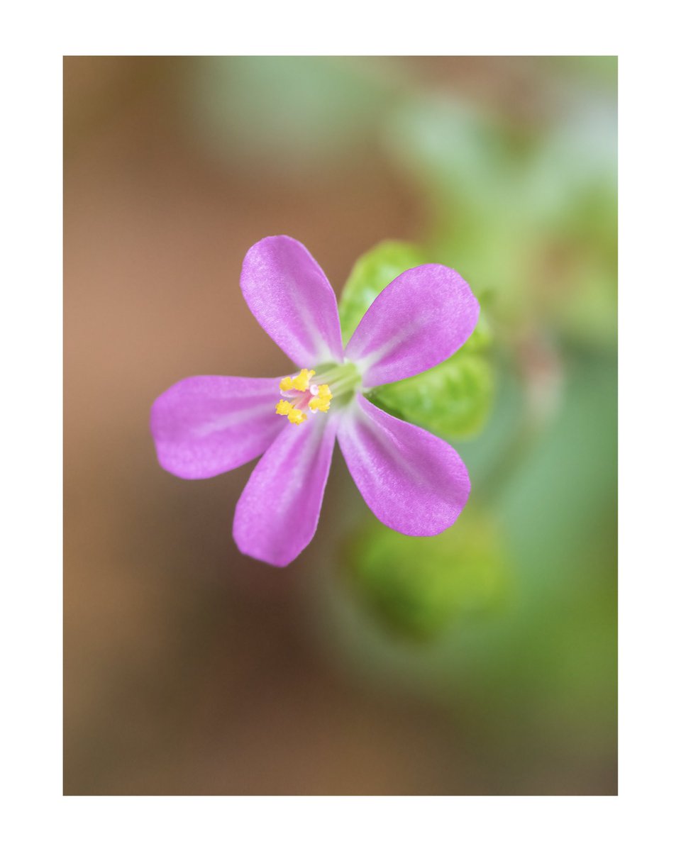 Ballyclarian's tweet image. A little macro flower photography from my back garden. I love the colours in this little portrait. #flower #olympusuk