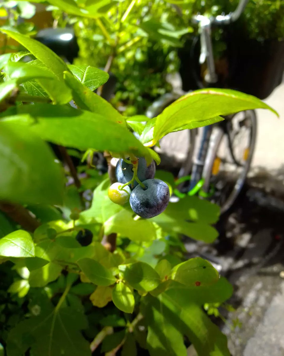 Die Erntezeit auf den Grünrädern naht 🤩

Die Erdbeere ist schon fast durch, Heidelbeeren und Trauben sind fast soweit. Und das Mitte Juli - crazy -> #Klimakrise 

#urbangardening #Fahrradbubble #Wien
#neubauliebe #fahrrad #Entsiegelung