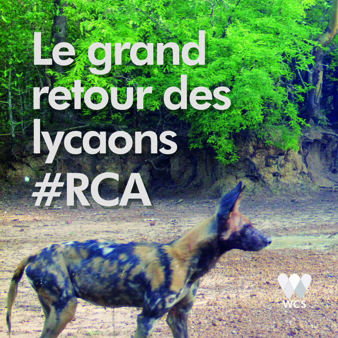 WCS_RCA's tweet photo. Pour la 1ère fois depuis de nombreuses années, il a été possible de détecter le lycaon (𝙇𝙮𝙘𝙖𝙤𝙣 𝙥𝙞𝙘𝙩𝙪𝙨) dans le Parc Nationaux #BaminguiBangoran #ManovoGounda St. Floris! @UEenRCA @ecofac6 #BCChari @UNESCO @LionRecovery @ArcadiaFund @USFWSIntl @TheWCS https://t.co/3zM773zGBV