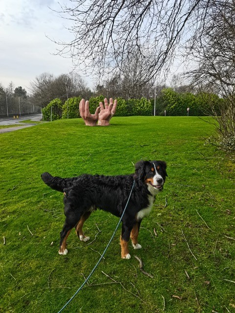 NHSChildsmile's tweet photo. Buddy by name and buddies for life 💛

Our first Buddy belongs to Donna, one of the Childsmile Programme Managers @nhsfife

Buddy is a Bernese Mountain Dog and is 13 months old. 

#Childsmile #PetsofChildsmile #BerneseMountain https://t.co/iY6IepzCsR