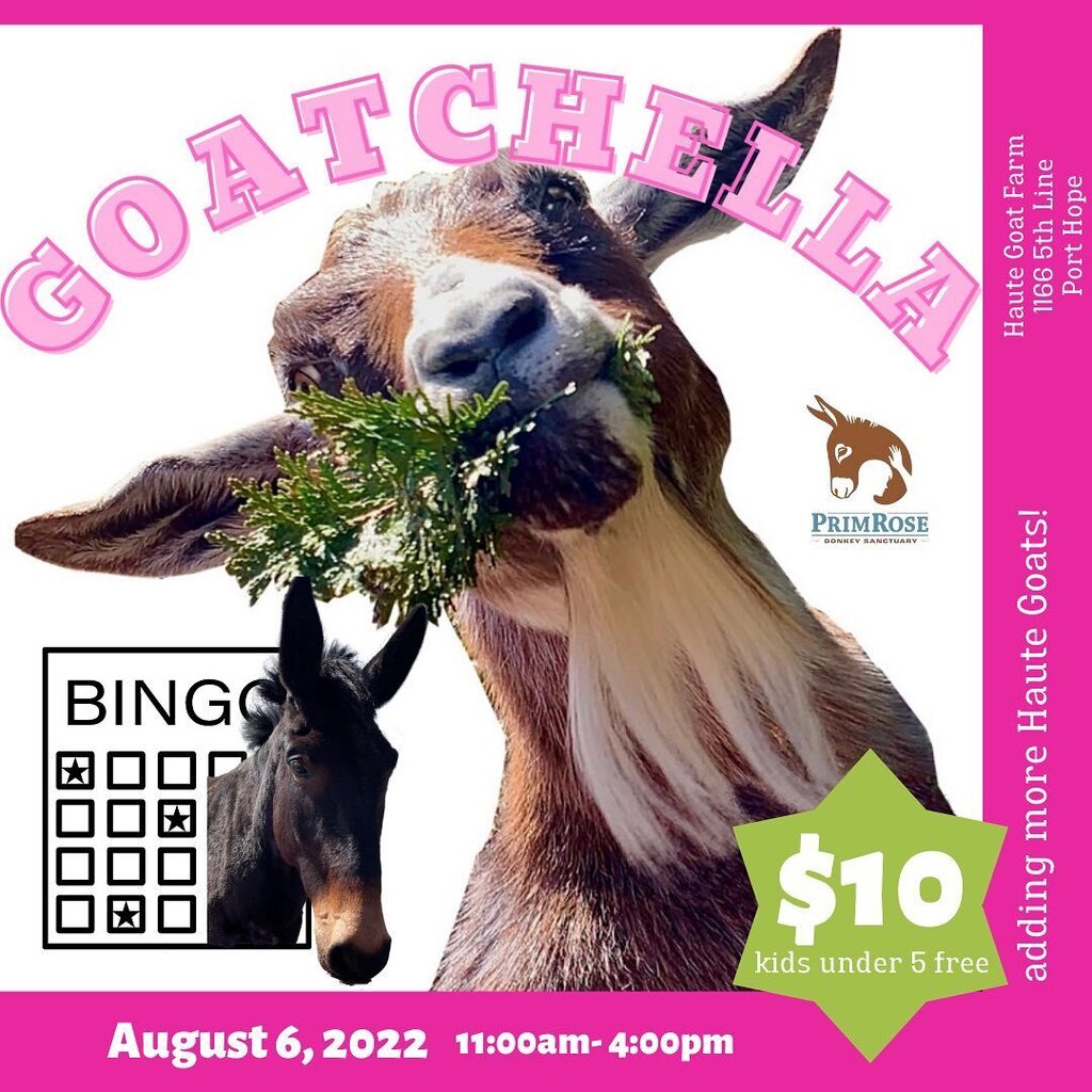 DONKEY BINGO at GOATCHELLA!
Come see what this is all about. Great Prizes.

GOATCHELLA is a festival that celebrates goats and this year, donkeys.

Our second year looks even bigger and better than the first! 

Come join the fun. 
There will be donkey bi… instagr.am/p/Cf_hSijOKzq/
