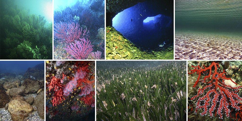 transicioeco's tweet photo. 🌊 Praderies, deserts, coves, boscos... 🐟🪸A Catalunya s'han identificat 297 #hàbitats marins, que el projecte #MapaHàbitatsMarins està cartografiant per millorar el coneixement del medi i la biodiversitat que tenim actualment

Els vols conèixer?
👉 https://t.co/GVByu6iElN https://t.co/33TFw0H50q