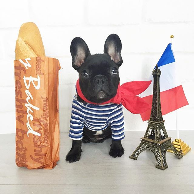 MMattersPR's tweet photo. Happy #BastilleDay, at Marketing Matters we do love a Frenchie!
https://t.co/l7iUkTsHUm
.
#frenchnationalday #fre3nchies #bastillefrenchie #frenchbulldog #marketingmatters #marketingmattersPR https://t.co/WgpWvLGjlT