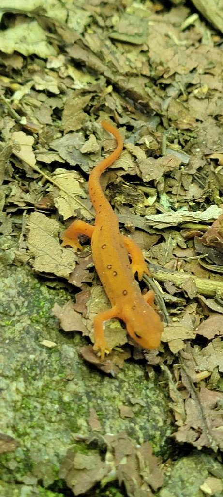 I'd like to thank Vermont for the warm welcome - what gorgeous vistas I've already seen. I'd also like to thank Vermont for showing me more eastern newts - I haven't seen them since about New Jersey, and I've missed them.