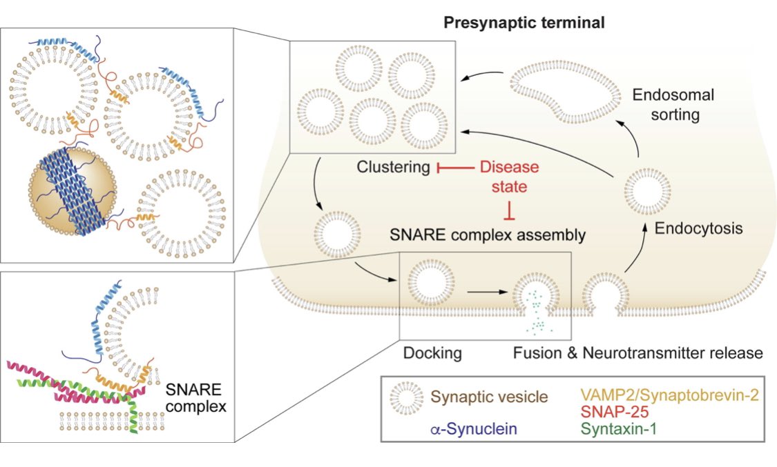 Is alpha-synuclein pathology due to a loss-of-function or toxic gain-of-function? We review some important physiological functions of alpha-synuclein @lauren_komer @WCMCNeurology @WCM_BMRI sciencedirect.com/science/articl… (free full text and pdf)