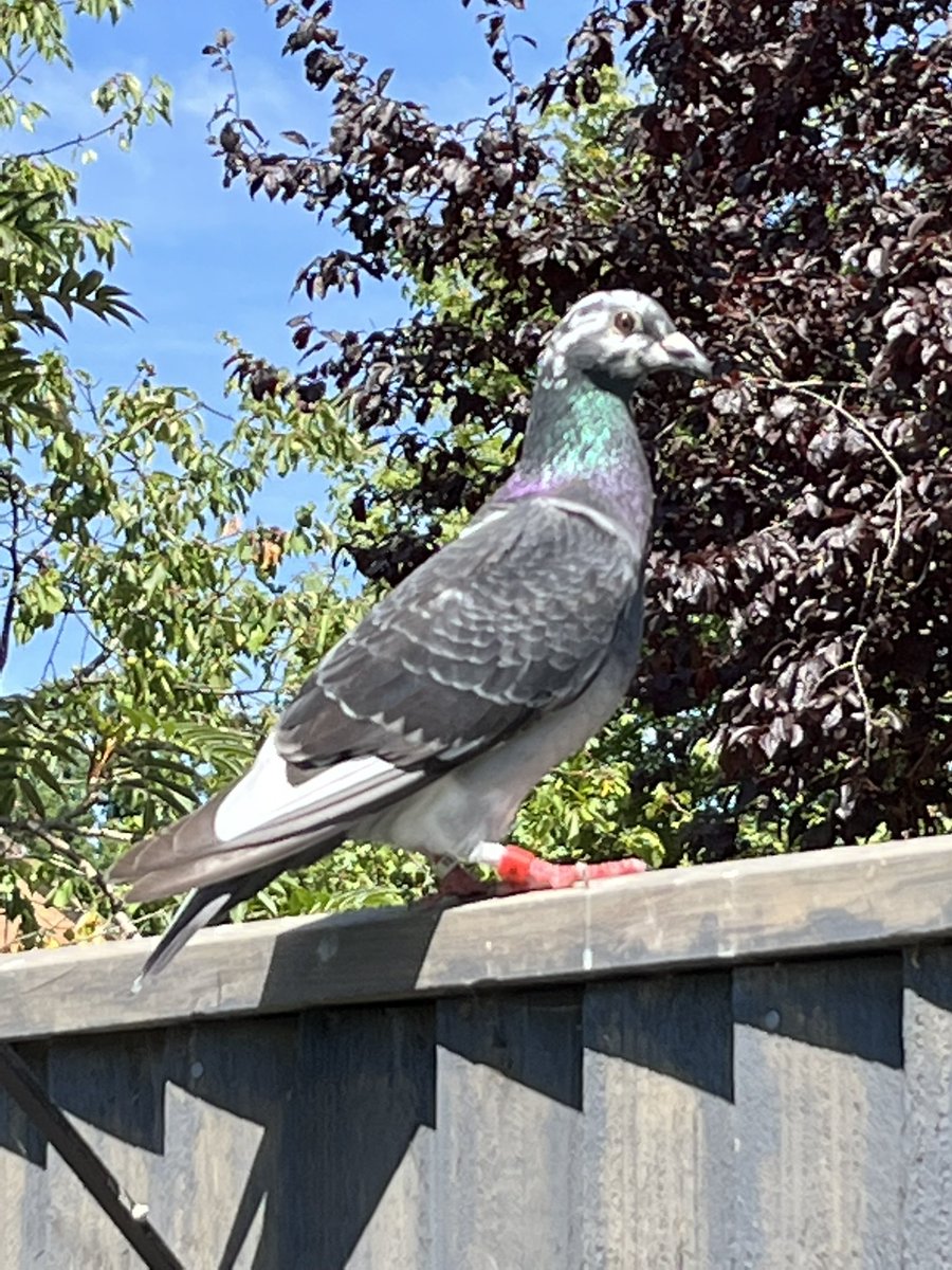 Tashless's tweet photo. Hay @Gee07274765 meet Tony our resident racing pigeon. He just help me change my bike tyre 😂😂😂 https://t.co/NEG9FbiRr3