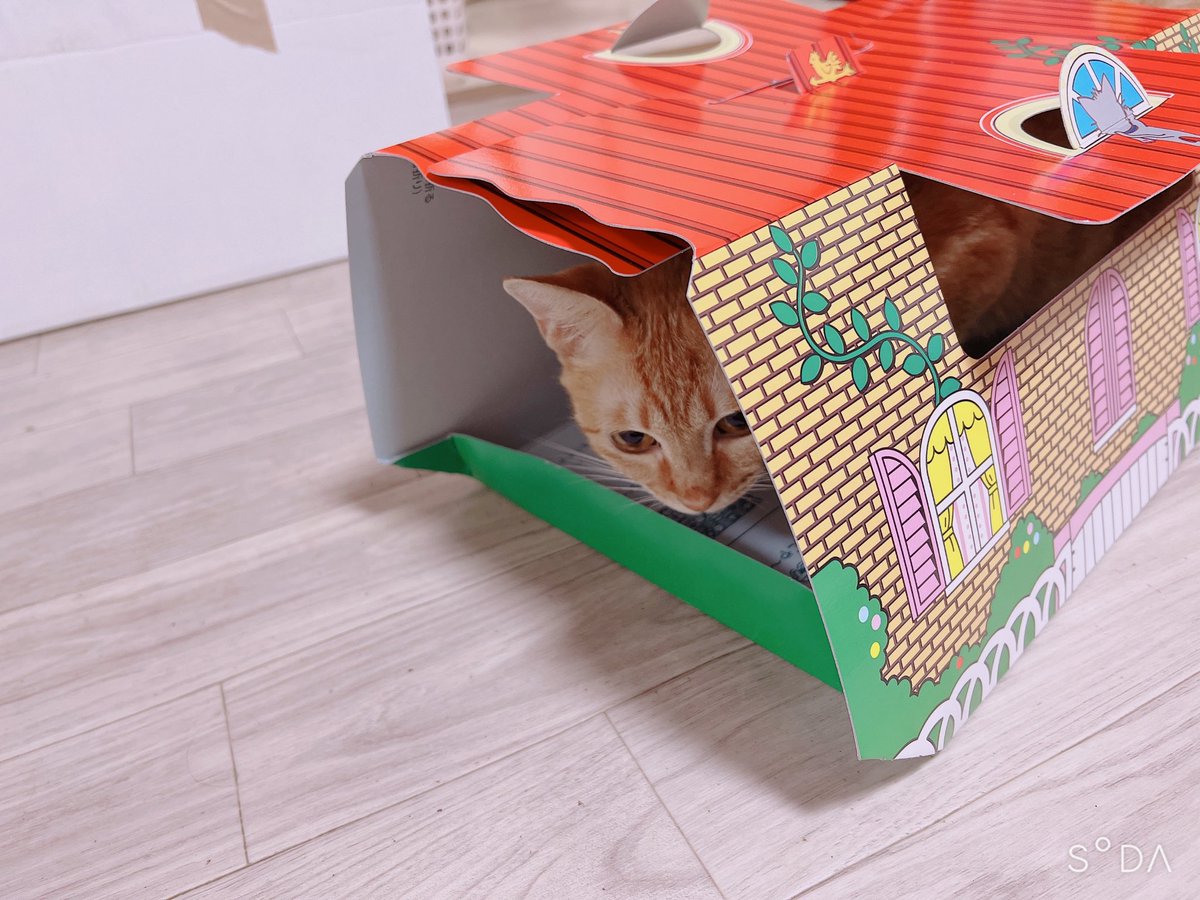 お姉ちゃんがにゃんこホイホイ買って帰って来てくれた〜!
ウチの猫もホイホイにひっかかったw 