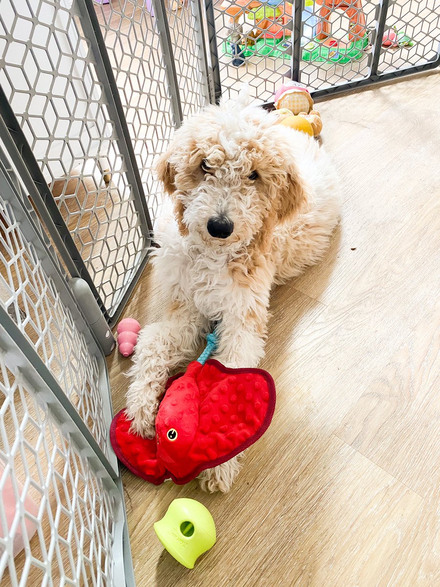 Brittany tweet media