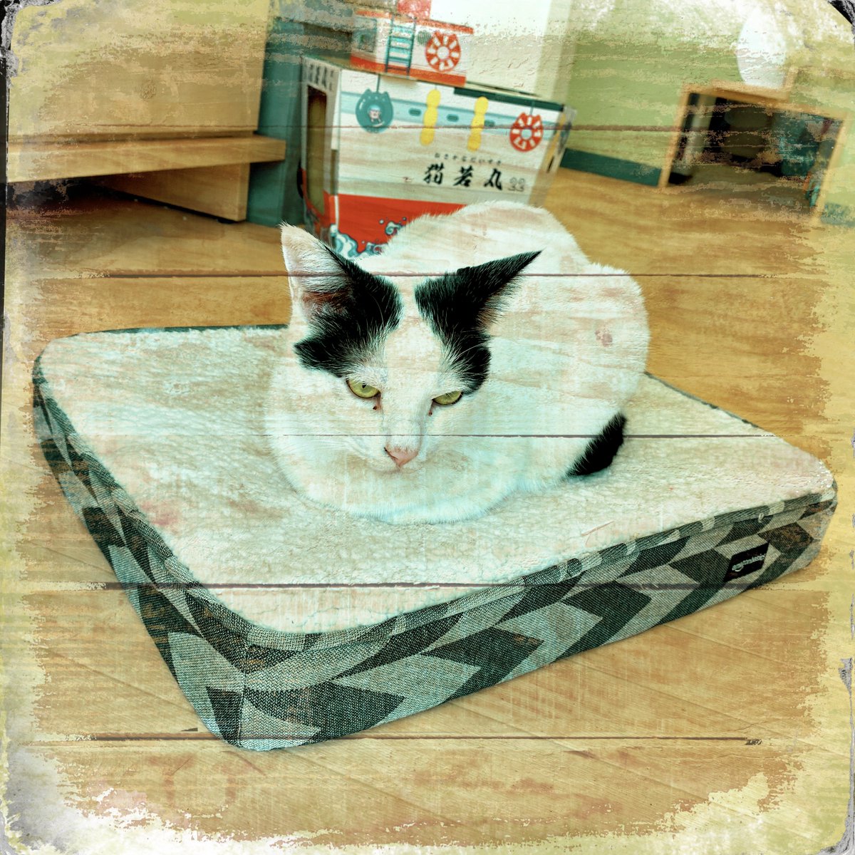obi_wan_eclipse's tweet photo. Center position. #猫式 #cat #ShotoniPhone #Hipstamatic #BigBertha #Maple1880 #LeprechaunTearsGel https://t.co/9e8N1T6nNJ