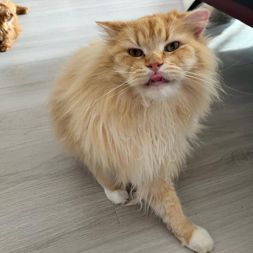 7catsfamily's tweet photo. ใใฉใกใใใใญใช๐
#ใฉใฌใใใฃใณ #7cats #็ซ #cat #ใญใ #ใซใใใใใใใ #catstagram #ใญใ้จ #ใญใใใใใใ #ใใณ #็ซใฎใใๆฎใใ #catsofinstagram #ใซใใใ #cats #instacat #็ซ้จ #ใซใใใ ใตใใใใต #็ซๅฅฝใ https://t.co/hplqrbiw0G