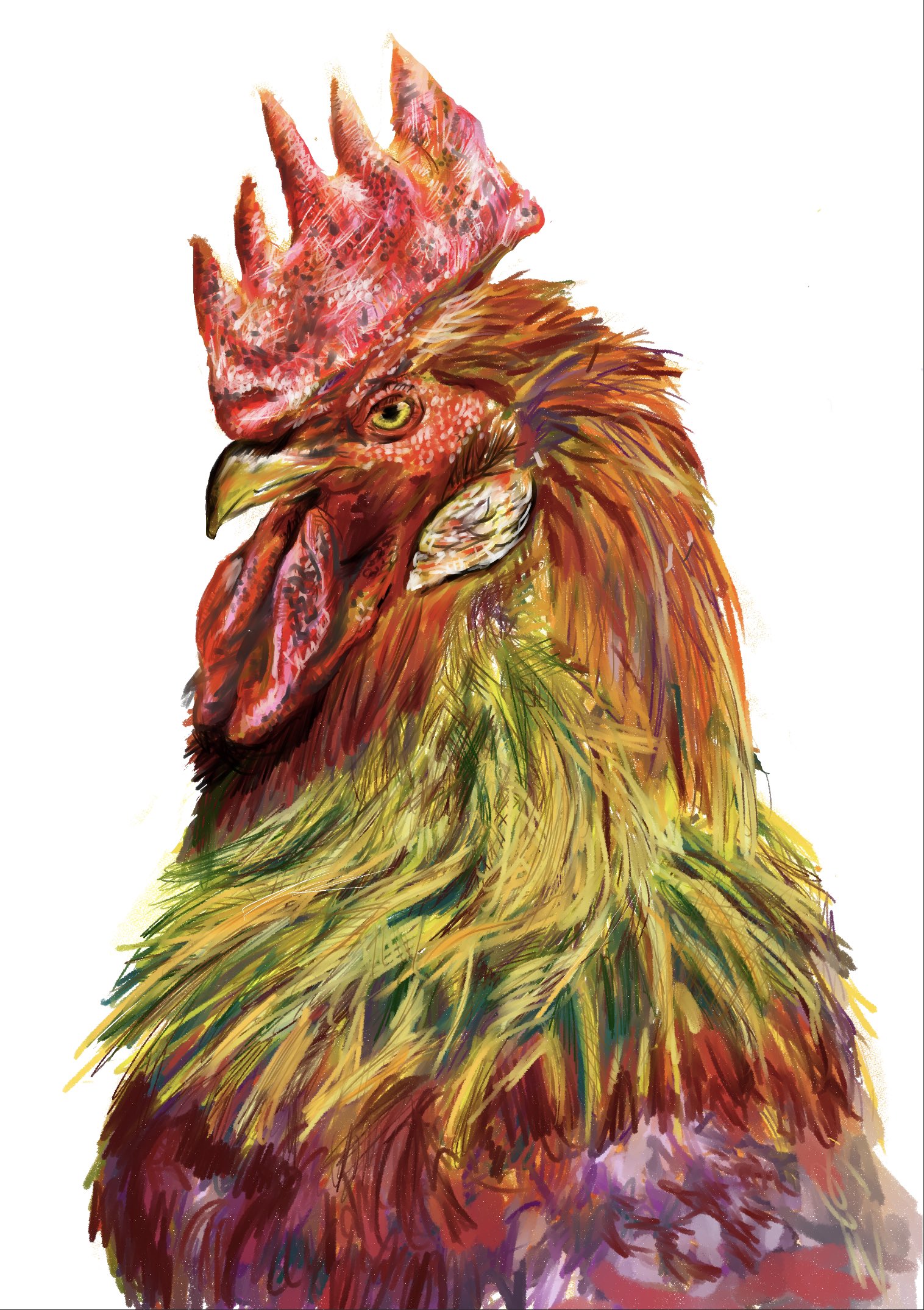 めら 生物イラスト Meramera Art Twitter