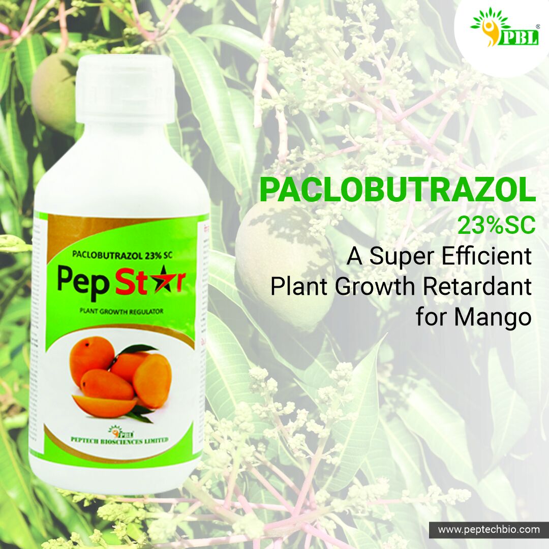 Paclobutrazol is the star enhancer for mango yield. Improve the fruit with the wonderful ‘ Paclobutrazol’.
 
 #peptechbiosciences #agricultureproducts #agroproducts #peptech #biofungicide #plantgrowthregulator #plantgrowthpromoters #Paclobutrazol #Mango #plantgrowthregulators
