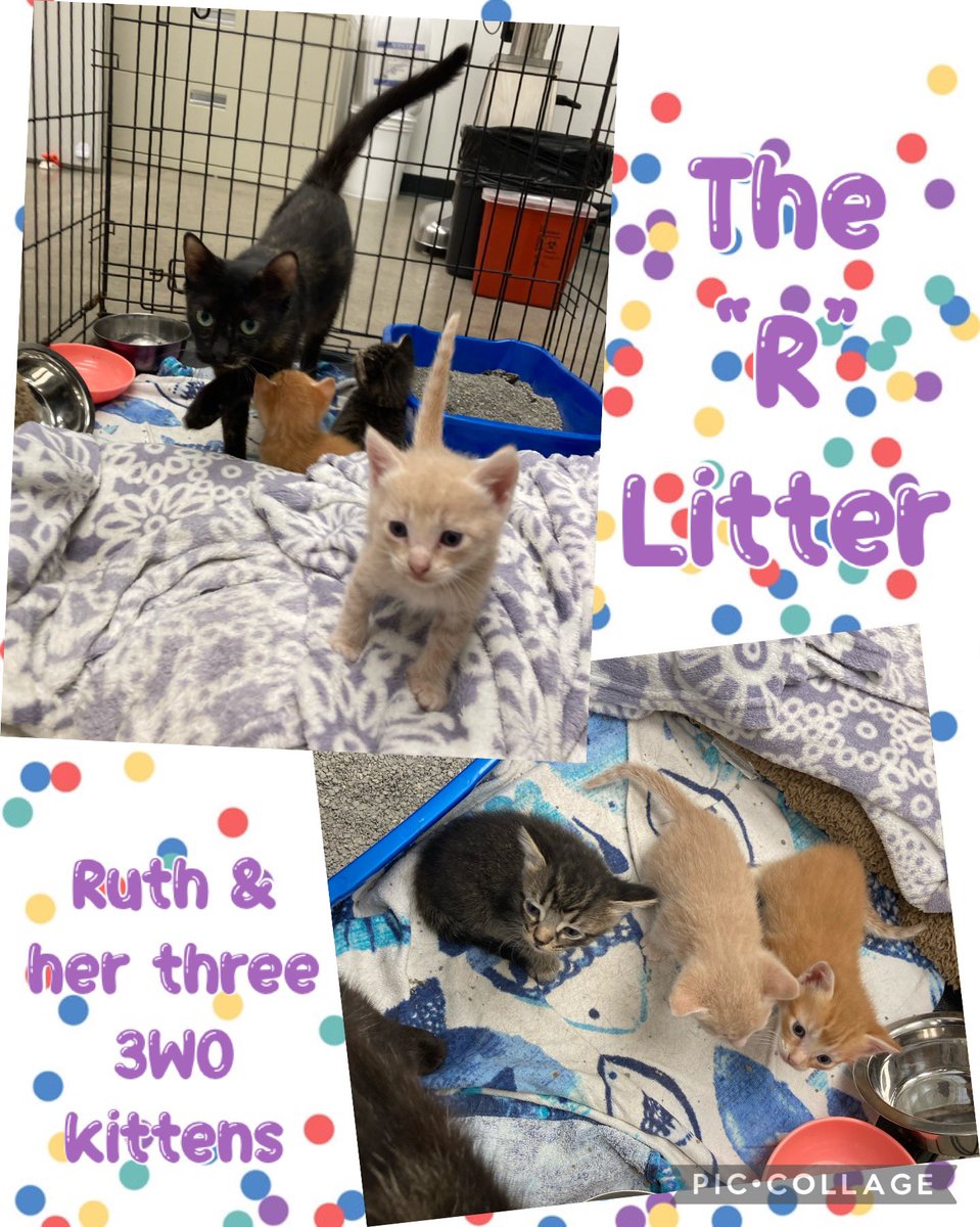 We’ve got two mamma cats in the house, looking for a place for their families to crash for a couple of weeks until their kittens are old enough to be separated from them. All the cats/kittens pictured are super sweet and friendly. And both momma Quorra and Ruth are doing a