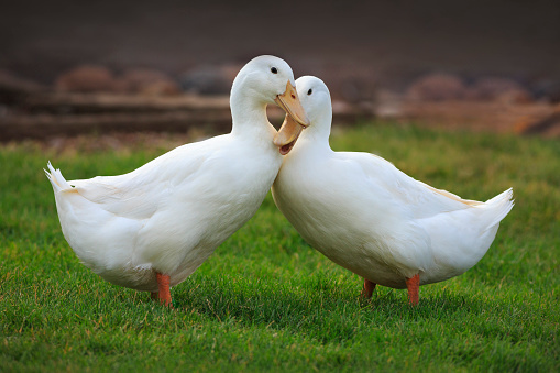 QUACK tweet media