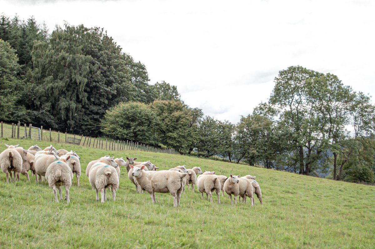 NuffieldFarming's tweet photo. 🏴󠁧󠁢󠁷󠁬󠁳󠁿If you're going to the @royalwelshshow then make sure you come say hello!

@Nuffieldcymru will kindly be hosted by @TheAHDB on the @ColegSirGar stand. Local #NuffieldFarming Scholars &amp; potential Scholars are welcomed!

Email @SarahhughesNSch at nuffieldcymru@gmail.com for info. https://t.co/jOSYeCDR1Y