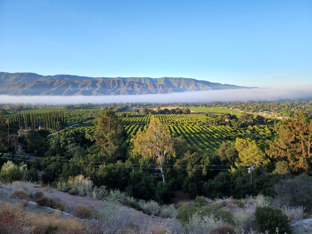 griz1's tweet photo. Valley View Preserve overlooking foggy #OjaiValley on my morning run today! #ShelfRoad #WilsonPoint @cityofojai @CasaOjai @OVGC @OVN @VisitCA @dayhikingtrails @LosPadresNF @AmericanHiking #OptOutside @drbartnikolson @HollyEHinson #trailrun #OjaiValleyLandConservancy #Ojai #OVLC https://t.co/9xwUyYv8D9