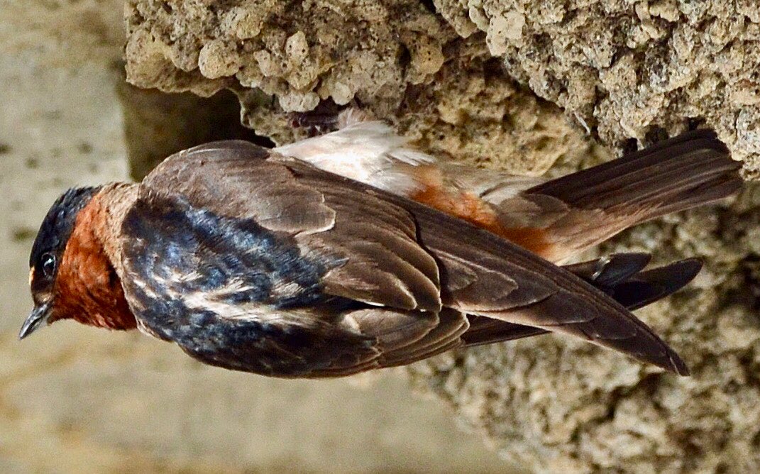 I saw this colorful cliff swallow hanging from its nest under a bridge over TrinityRiver in Ft. Worth. They catch bugs in air—aerial foragers—so fun2watch! Nests (mounds of mud lined w/feathers&grass) are attached under cliff ledges, bridges&other structures near water. #Birding