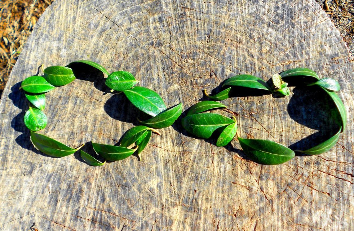NOM tweet media