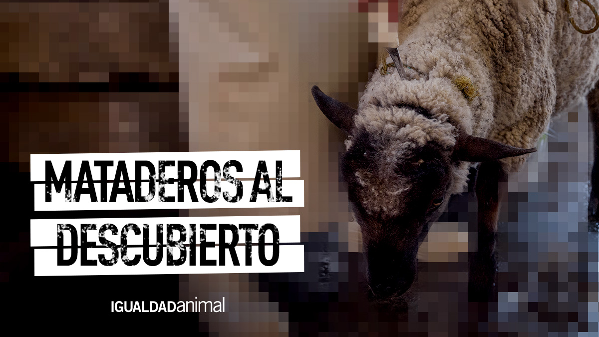 ¡En los mataderos ni siquiera se cumplen las normas mínimas! Hemos investigado 30 en México y en todos ellos hemos documentado cómo los #animales son sacrificados estando conscientes, reciben golpes y sufren crueldad extrema... ¡Firma! 🙏🏼 igualdadanimal.org/noticia/2022/0…