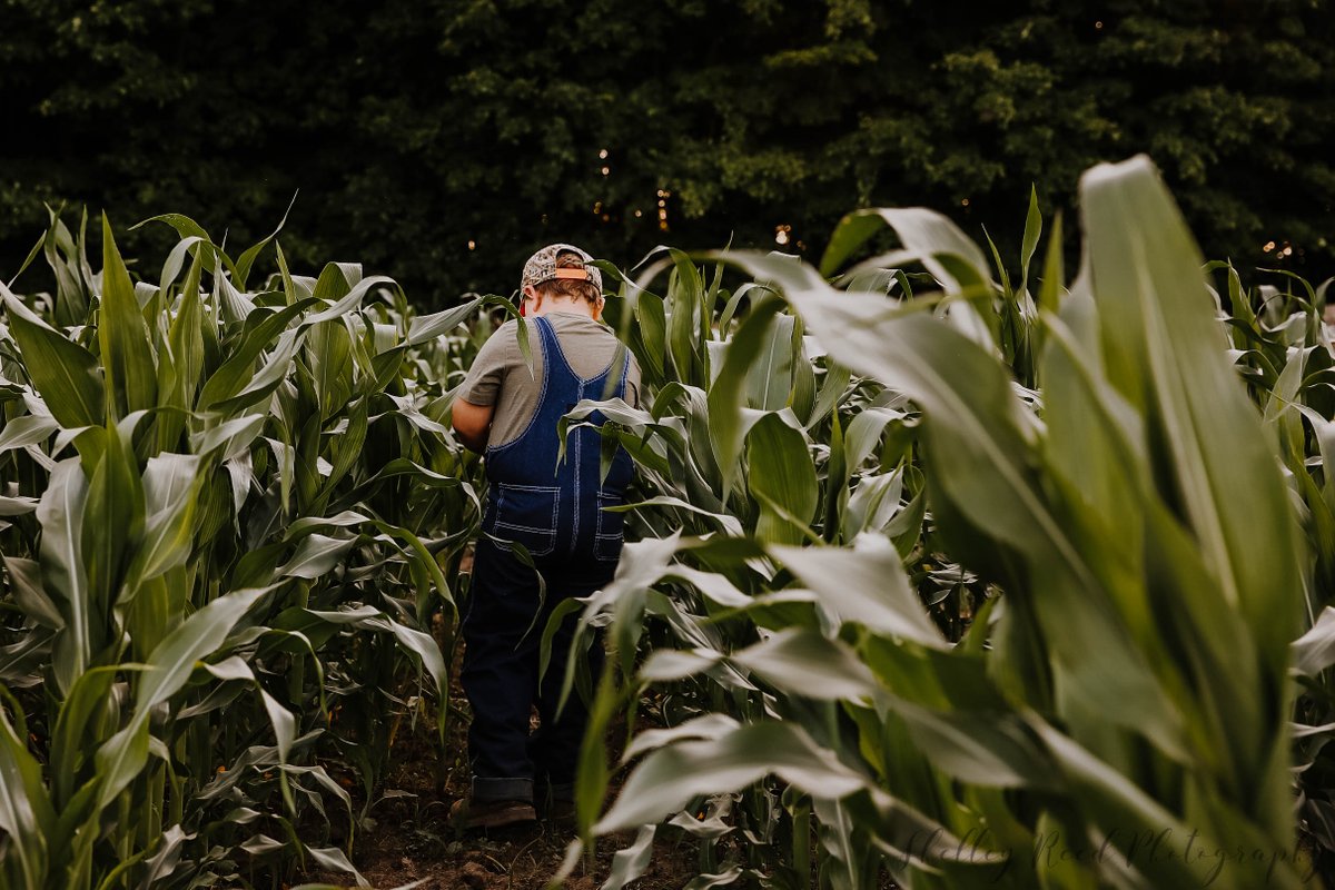 PlanChautauqua's tweet photo. July is #CornMonth here's some corny facts about #ChautauquaCounty
160+ acres of #SweetCorn, 14,000+ acres of #CornGrain, 16,000+ acres of #CornSilage are grown in #CHQ
Pickup #FreshSweetCorn at the #FarmersMarkets & #EatLocal #EatinSeason
#CHQLocalFood #AGinCHQ #ThankAFarmer https://t.co/BXAgNyjojj