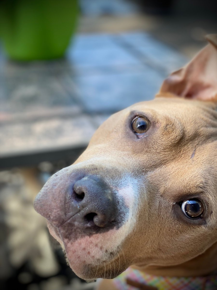 animals_clt's tweet image. A picture a day finds Alice a home to stay. #adoptalice