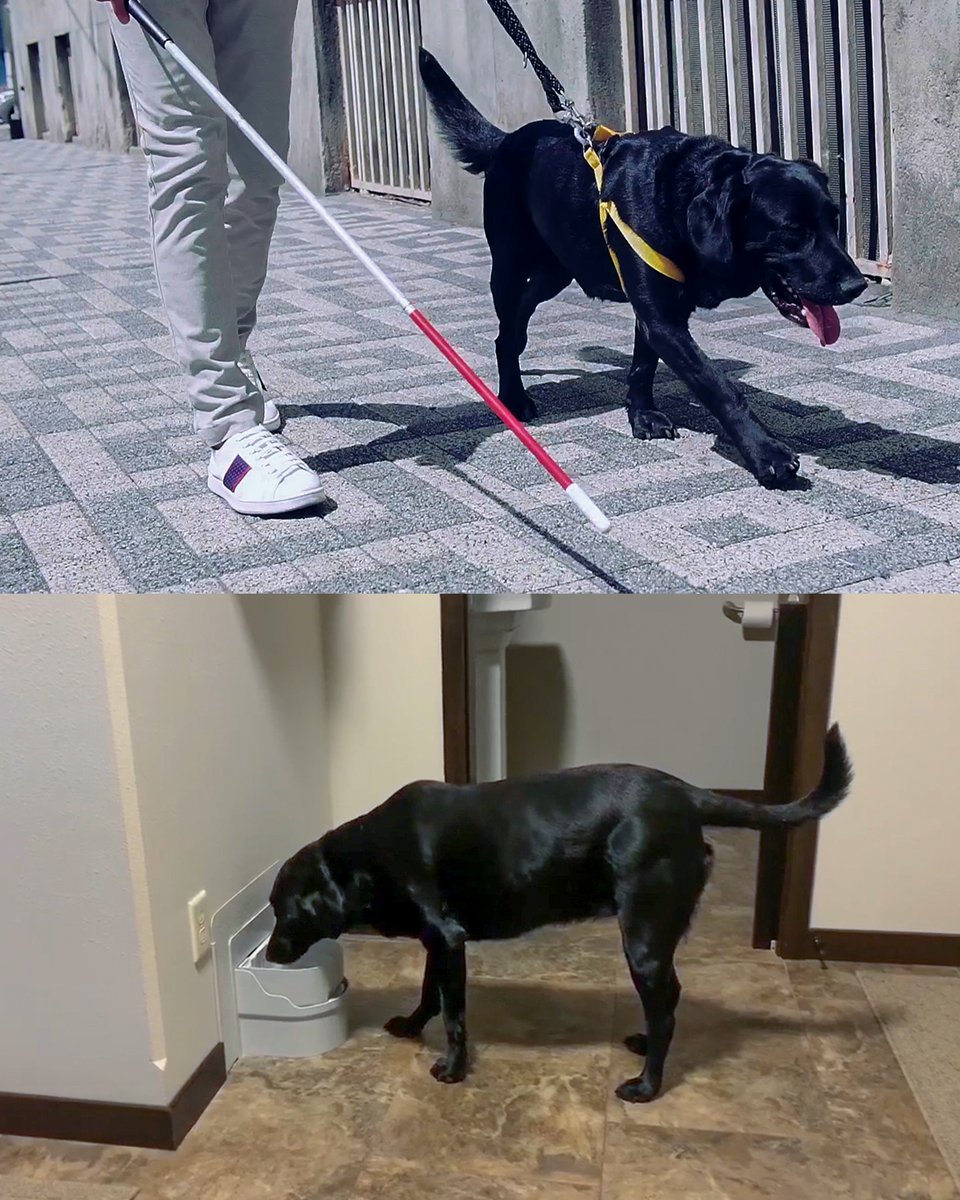 Perpetual Well is perfect for those that face mobility difficulties, such as the elderly or disabled. Never Let Your Cat or Dog Go Thirsty Again with Perpetual Well,

Learn More perpetualwell.com

#dog#doghealth #doggo #blacklab #blacklabrador #blacklabrador