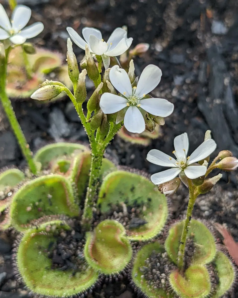 Dr Laura Skates 🌻 tweet media