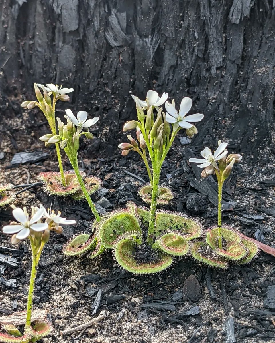 Dr Laura Skates 🌻 tweet media