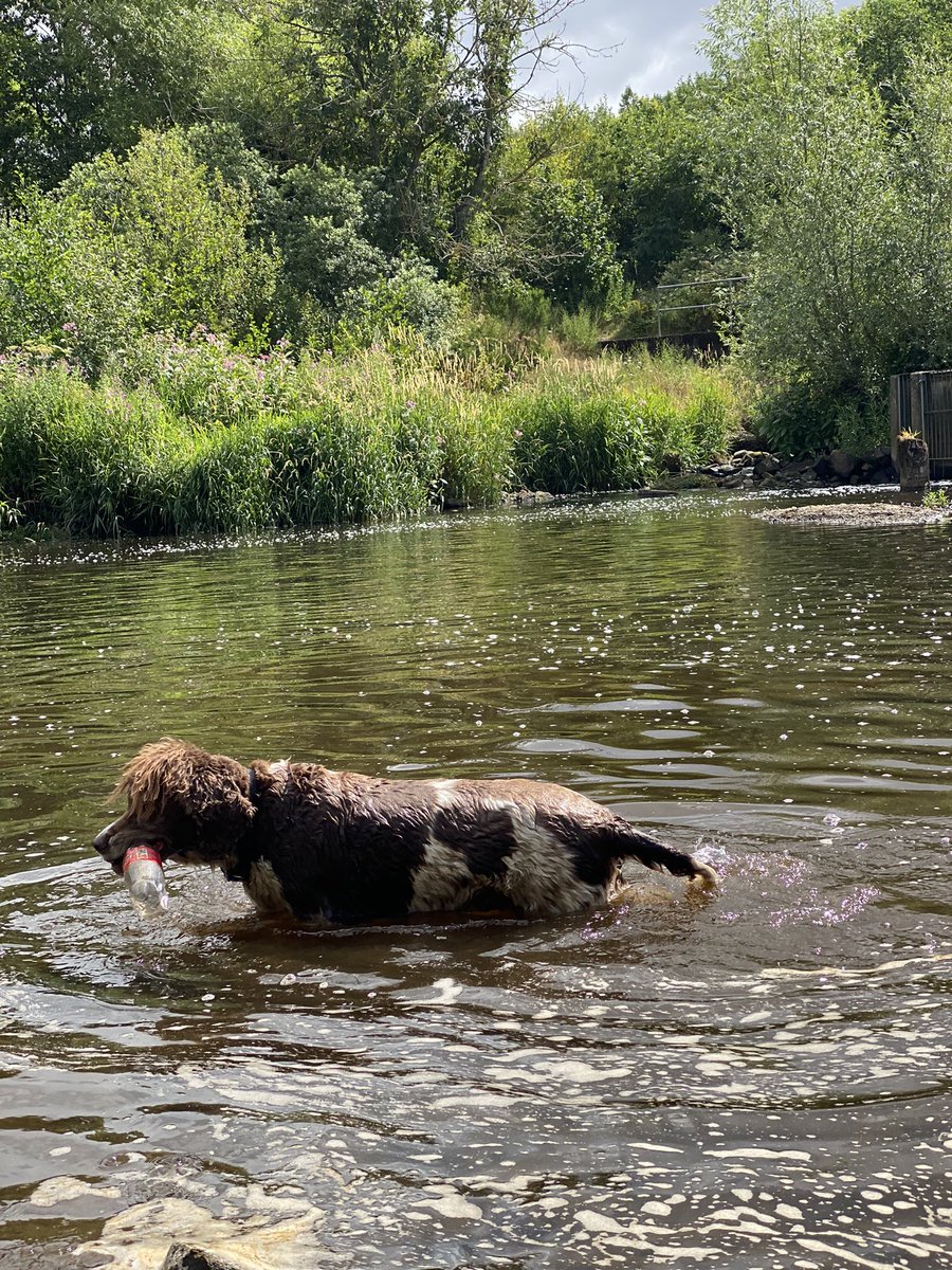 SpanielsSuper's tweet photo. Today we went to the swimming pool by the waterfall on the Derwent Walk…. It was a huge favourite of Brogie’s who used to stand under the falling water &amp; feign deafness 🤣
Mo &amp; I had a swim &amp; paddle
Ronnie just wanted to go! #RonnieDryFeet #MissingAllTheFun #BelovedBrogieRIP https://t.co/NIlPePyBlu