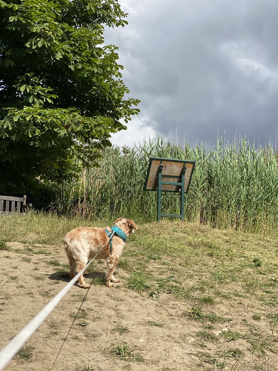 SpanielsSuper's tweet photo. Today we went to the swimming pool by the waterfall on the Derwent Walk…. It was a huge favourite of Brogie’s who used to stand under the falling water &amp; feign deafness 🤣
Mo &amp; I had a swim &amp; paddle
Ronnie just wanted to go! #RonnieDryFeet #MissingAllTheFun #BelovedBrogieRIP https://t.co/NIlPePyBlu