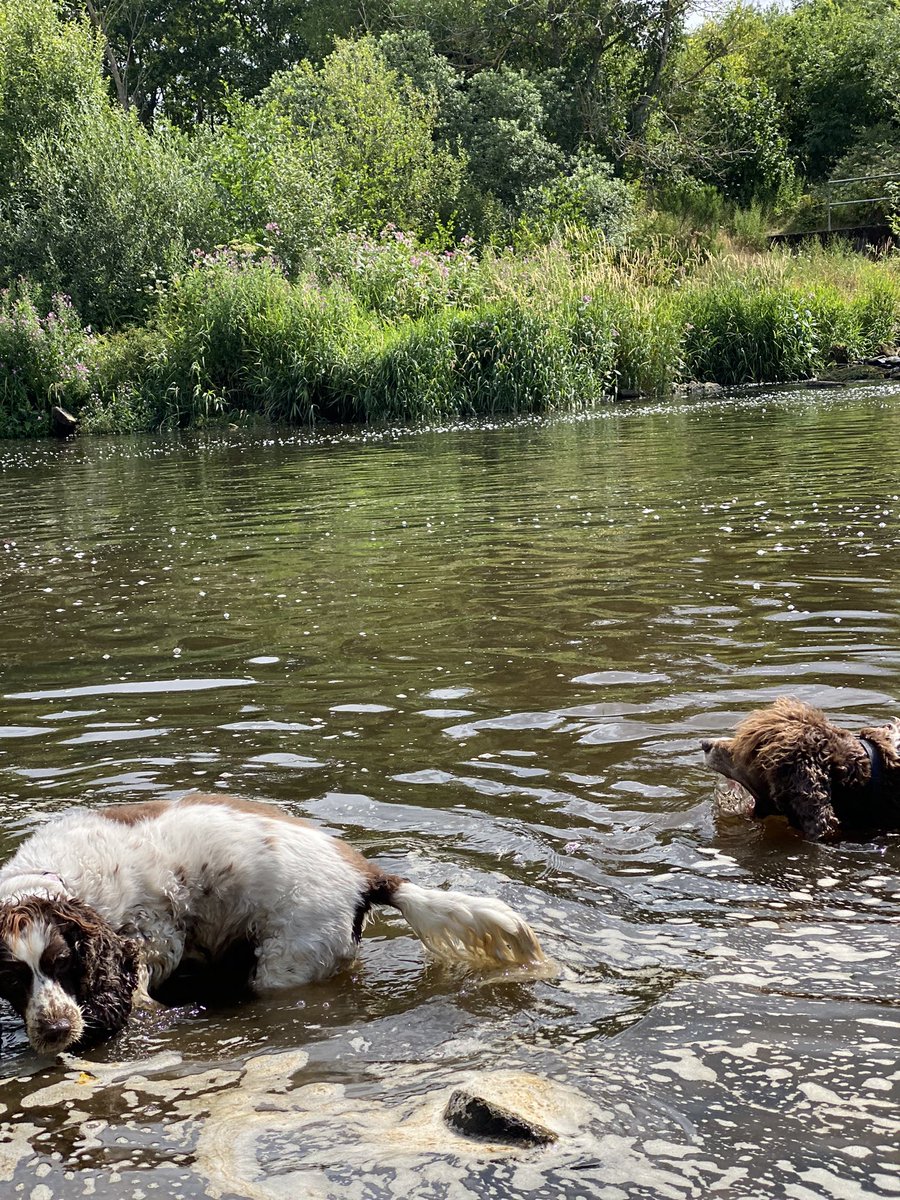SpanielsSuper's tweet photo. Today we went to the swimming pool by the waterfall on the Derwent Walk…. It was a huge favourite of Brogie’s who used to stand under the falling water &amp; feign deafness 🤣
Mo &amp; I had a swim &amp; paddle
Ronnie just wanted to go! #RonnieDryFeet #MissingAllTheFun #BelovedBrogieRIP https://t.co/NIlPePyBlu