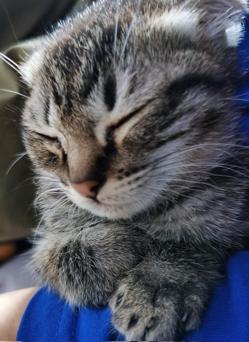 say good evening to everyone with my kitty！