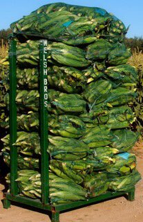 WelshBros's tweet photo. IT’S TIME! Fresh picked local Welsh Bros sweet corn is now available. Got yours? #justpicked #localsweetcorn #premiumfreshproduce #corn #sweetcorn #farmfresh https://t.co/3yHaLefTMM