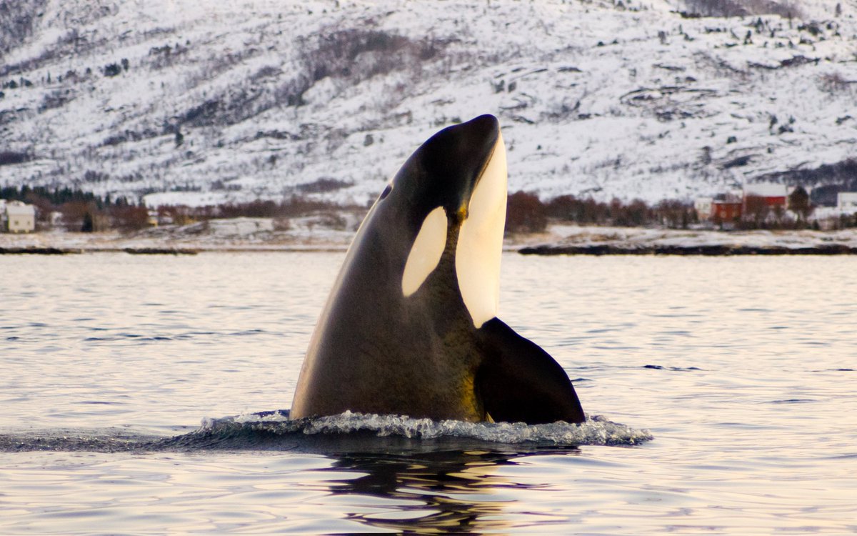 WorldCetacean's tweet photo. Happy World #OrcaDay! 💙
#KillerWhales are top predators, with some hunting sharks and even other #whales! But being at the top of the food chain doesn’t mean they're safe.
Human activity is threatening them in many ways, from chemical pollution to boat traffic.
(📷 sethakan) https://t.co/RCFXH5yzIv