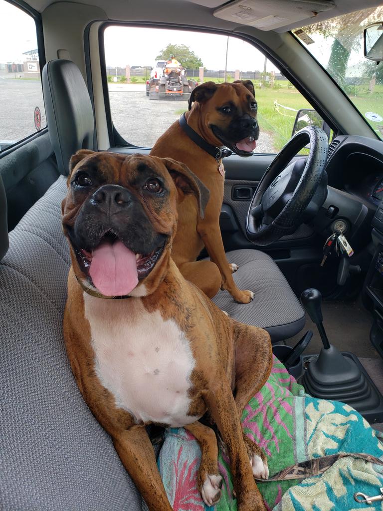 ufcommunigator's tweet photo. #rosietheboxerdog thinks because she is older, she gets to drive! Excited to be back at #karenk9s for a visit!! #kilroywashere #boxermom #myboxerdogs #boxerbeautiful https://t.co/dMpvQemDJk
