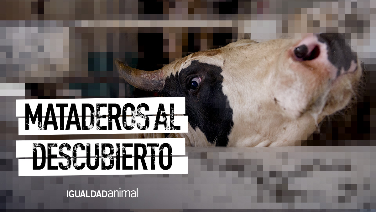 Estas imágenes han sido obtenidas por nuestro equipo de investigación en más de 30 mataderos mexicanos. Las normas no se cumplen, los #animales mueren sin estar aturdidos y son maltratados deliberadamente. ✍🏽 ¡Firma! igualdadanimal.org/noticia/2022/0…